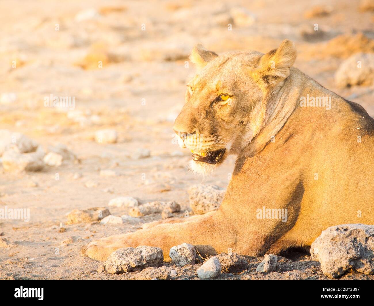 Leonessa riposa su un terreno polveroso, Etosha National Park, Namibia. Foto Stock