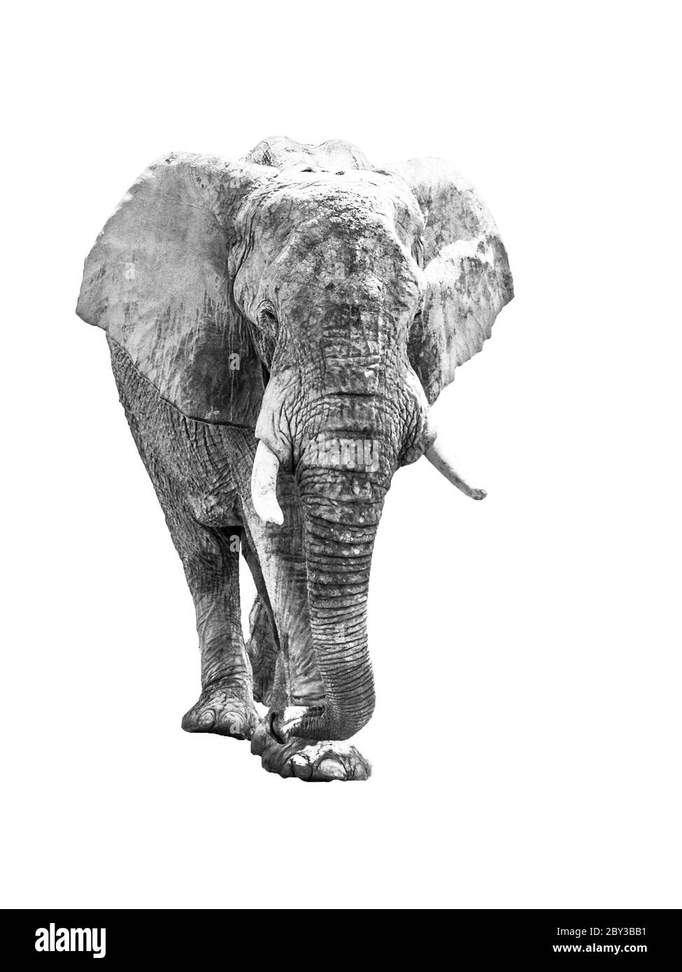 Enorme elefante africano isolato su sfondo bianco. Immagine in bianco e nero. Foto Stock