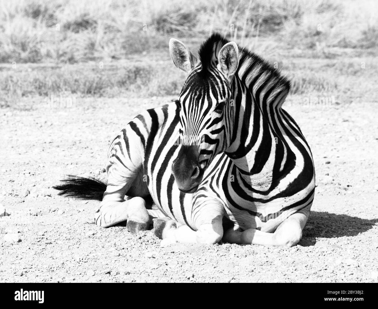 Zebra giace su un terreno polveroso nel mezzo della savana, Etosha National Park, Namibia, Africa. Foto Stock