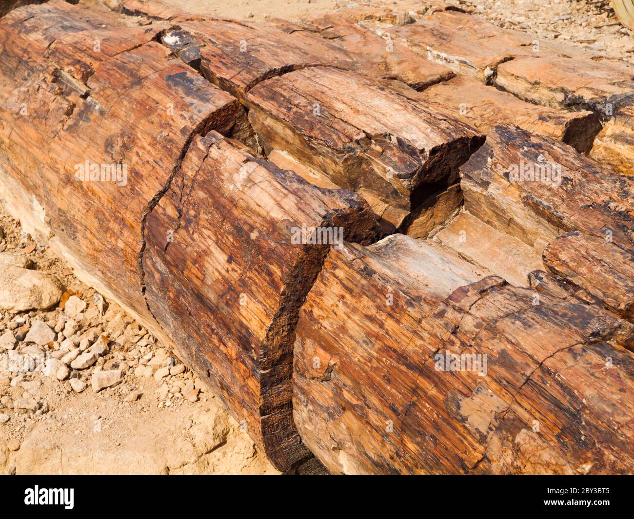 Vista dettagliata del tronco di alberi pietrificati, Foresta pietrificata, Namibia Foto Stock