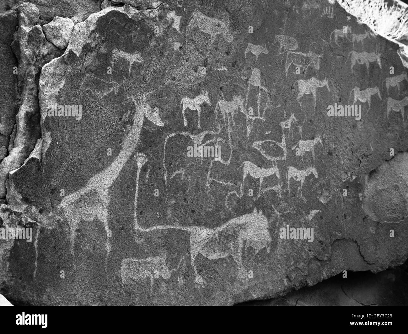 Incisioni preistoriche Boscimane - piatto leone con l'uomo leone e altri animali e simboli, Twyfelfontein, Namibia. Immagine in bianco e nero. Foto Stock