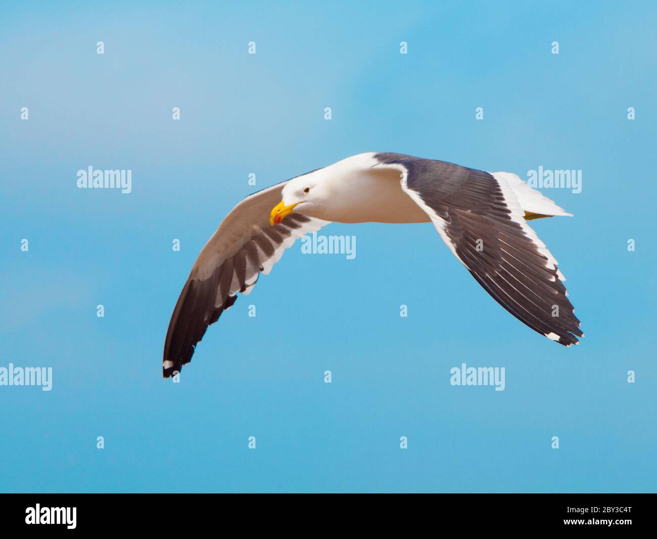 Gabbiano oceanico in volo isolato su sfondo blu del cielo. Foto Stock