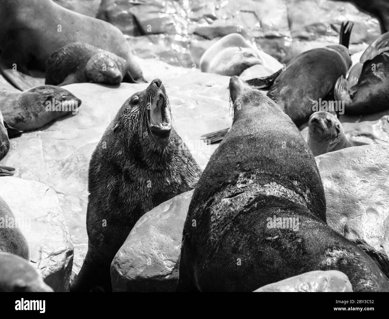 Due pericolosi foche di pelliccia marrone che combattono su una roccia. Immagine in bianco e nero. Foto Stock