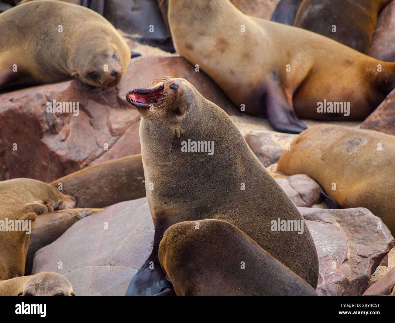 Grido di foca marrone (Arctocephalus pusillus) Foto Stock