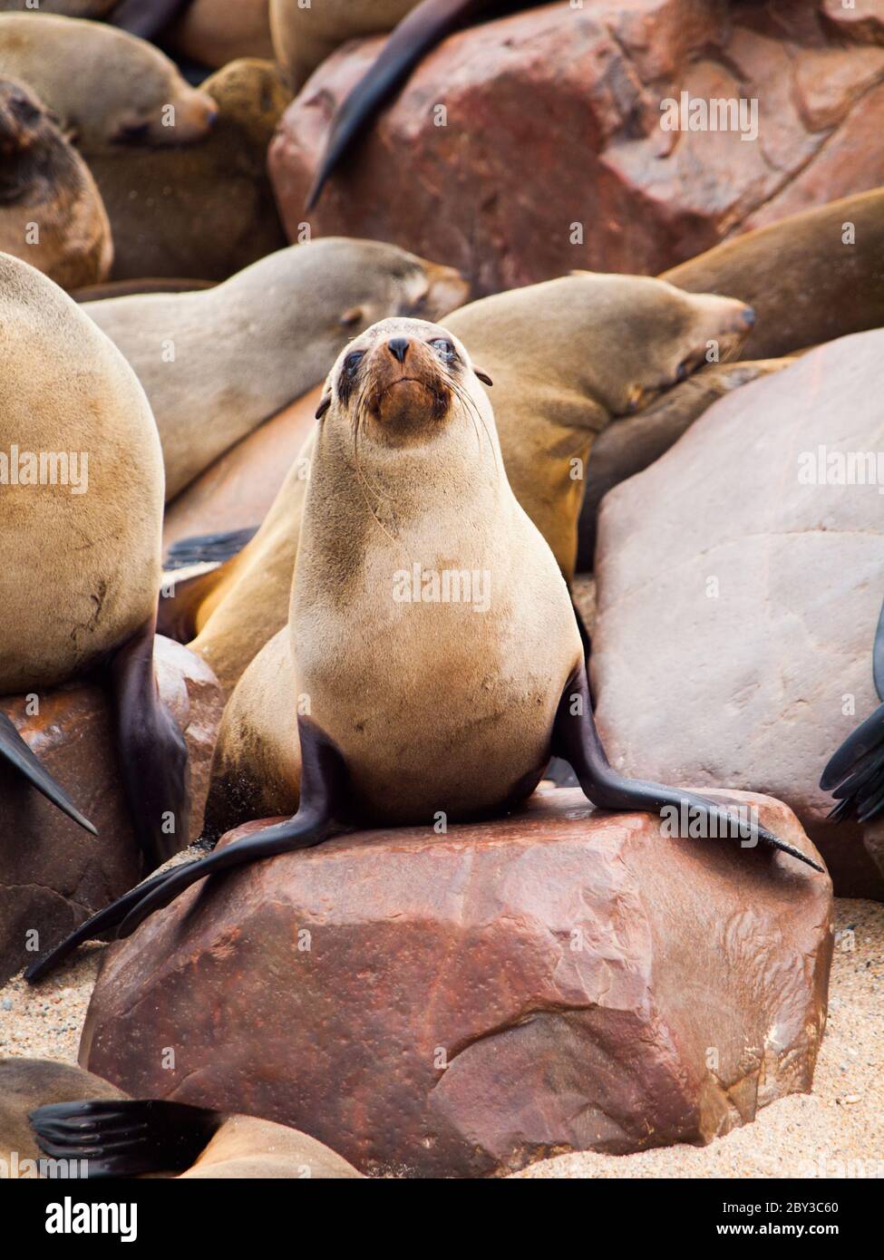 Giovane foca bruna o Arctocephalus pusillus, seduto sulla roccia Foto Stock