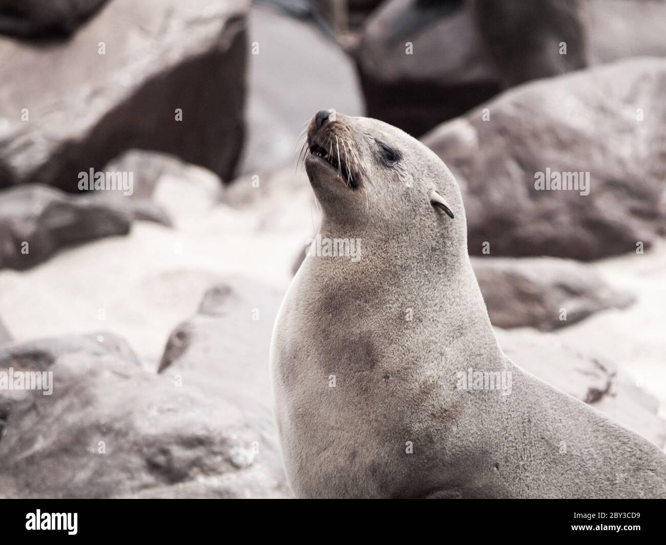 Vista ravvicinata della foca marrone, della colonia di Cape Cross, della Skeleton Coast, della Namibia, dell'Africa. Foto Stock