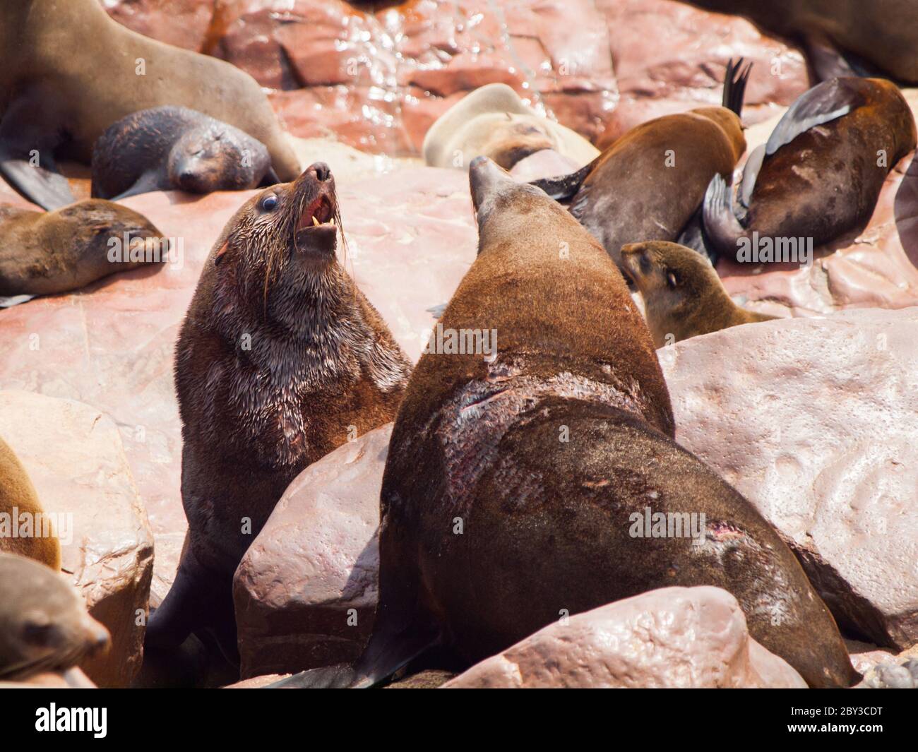 Due pericolosi foche di pelliccia marrone che combattono su una roccia Foto Stock
