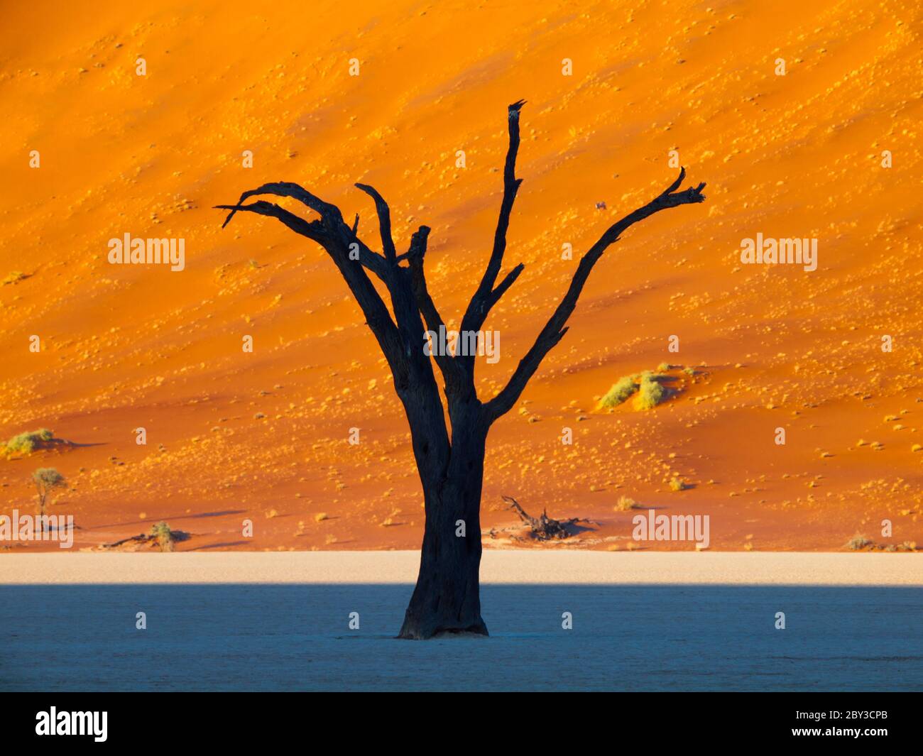 Profilo dell'albero di fronte alla duna rossa del deserto del Namib (Deadvlei, Namibia) Foto Stock