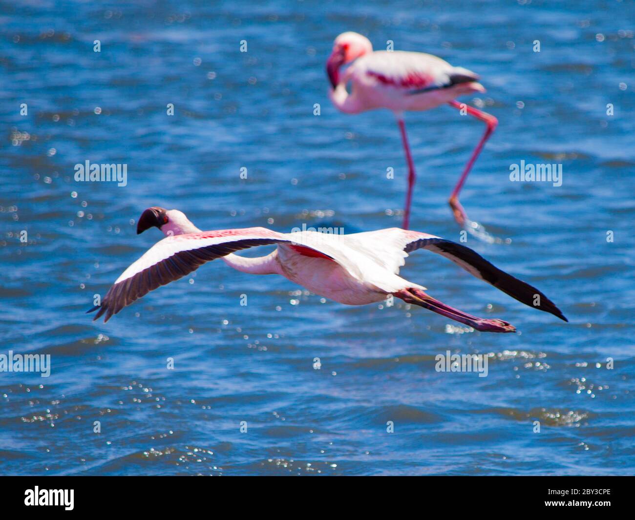 Flamingo in volo su sfondo blu d'acqua, Walvis Bay, Namibia, Africa. Foto Stock