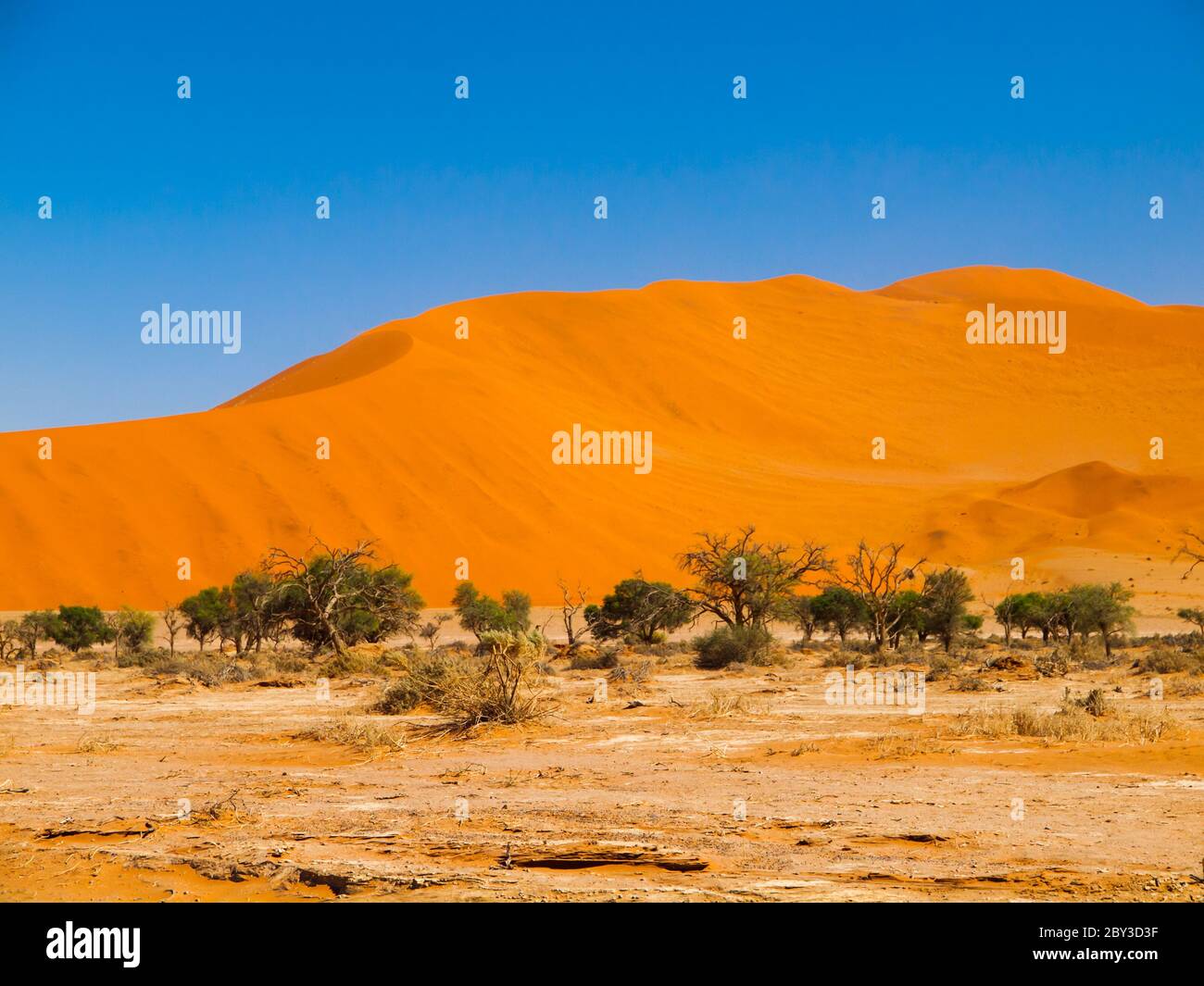 Oasis con alberi verdi nel mezzo di dune rosse, Sossusvlei, Namib Naukluft Parco Nazionale, Namibia Foto Stock