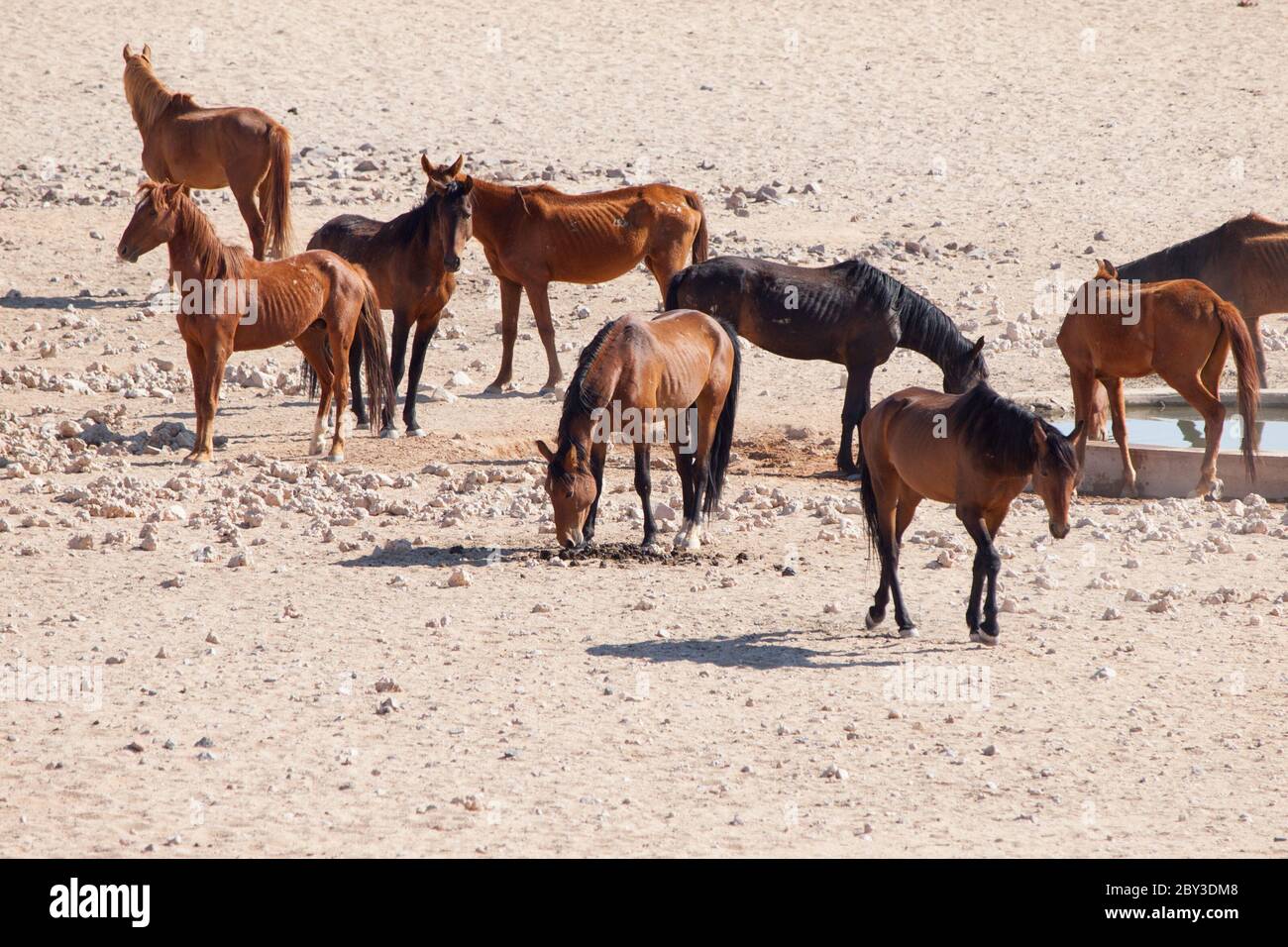 Il deserto del Namib feriale cavalli mandria a waterhole vicino Aus, Namibia, Africa. Foto Stock