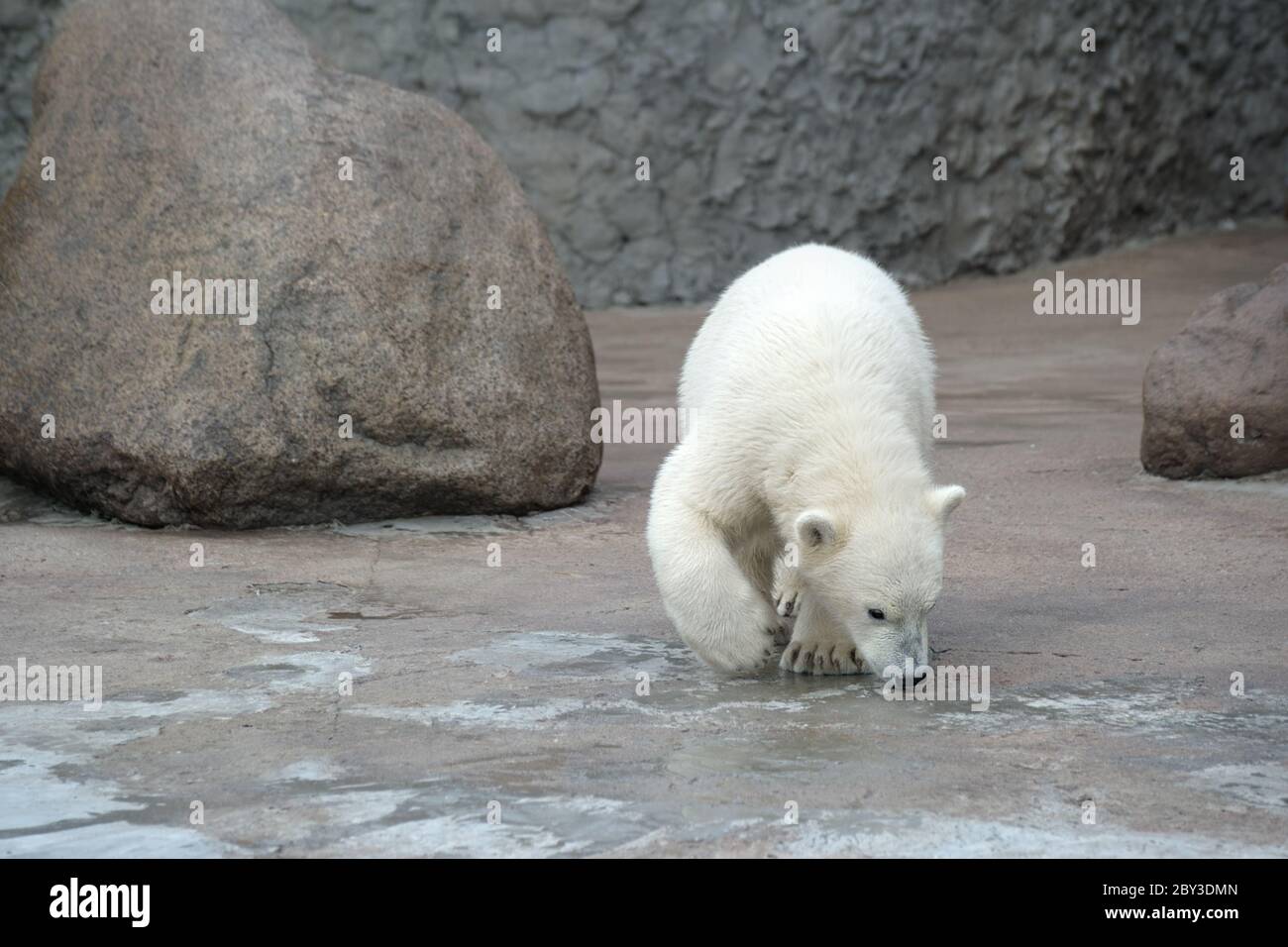 Orso polare piccolo Foto Stock