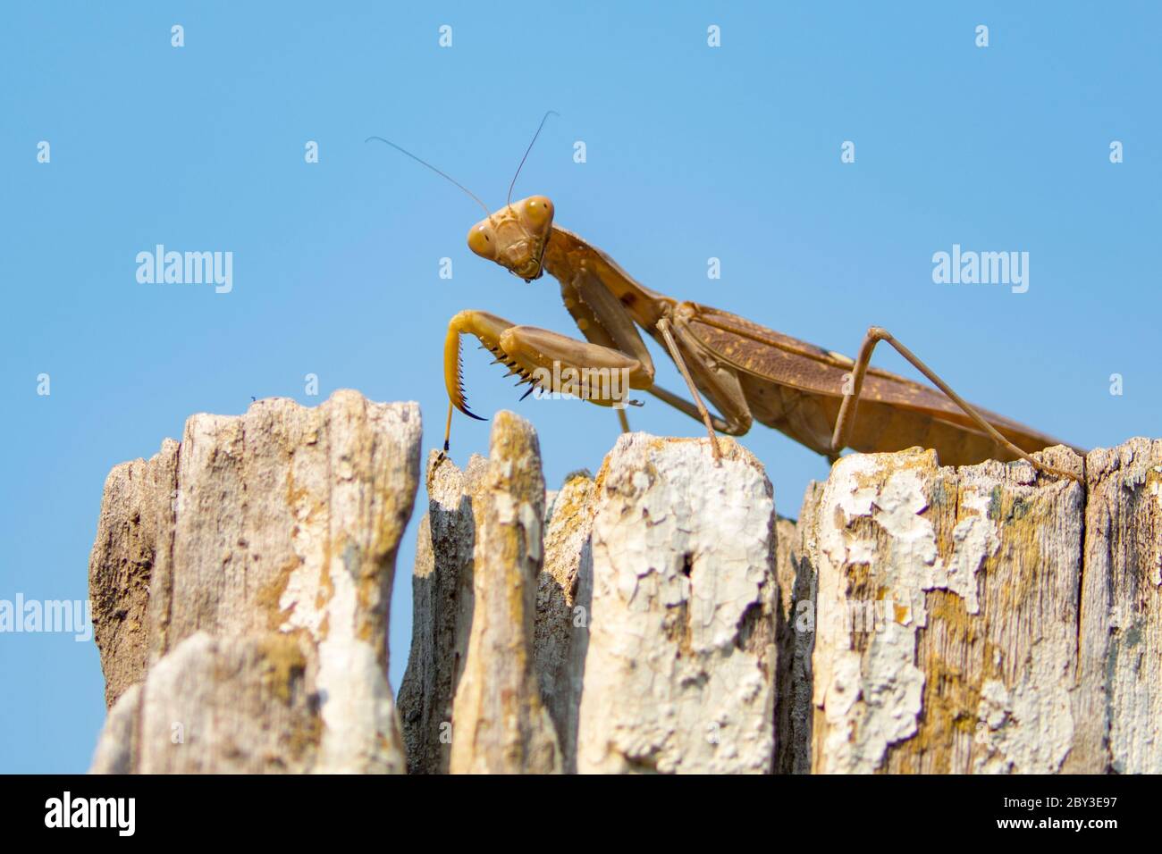 Immagine di mantis marrone su sfondo blu. Insetto. Foto Stock