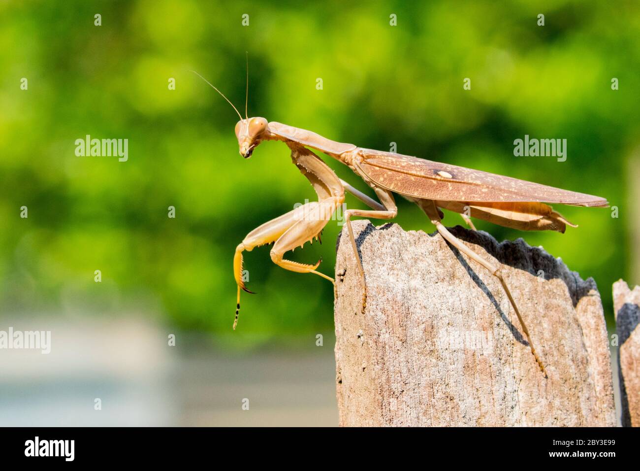 Immagine di mantis marrone su sfondo naturale. Insetto. Foto Stock