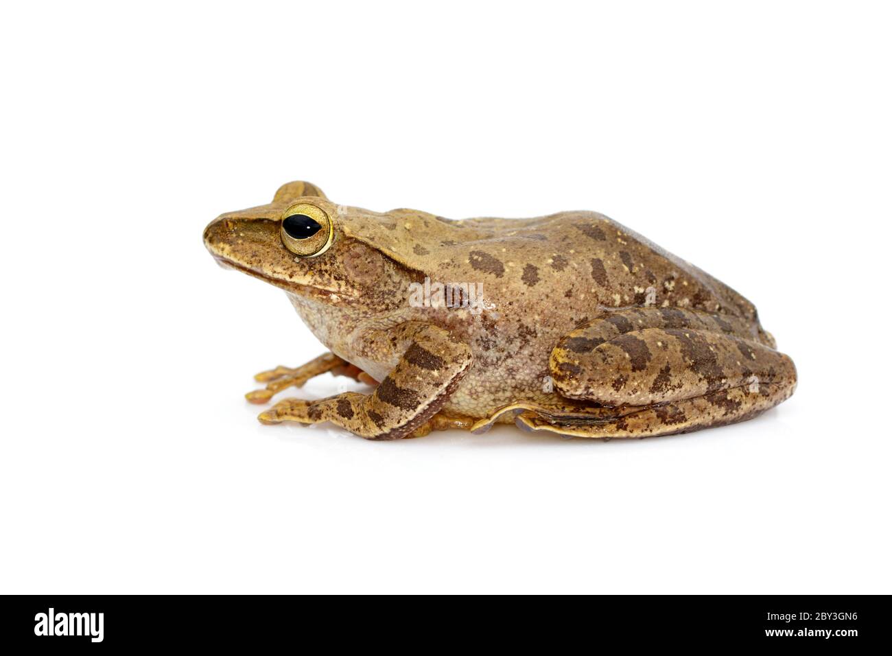 Immagine di rana, polipedati leucomystax, polipedati maculatus su sfondo bianco. Anfibio. Animale. Foto Stock