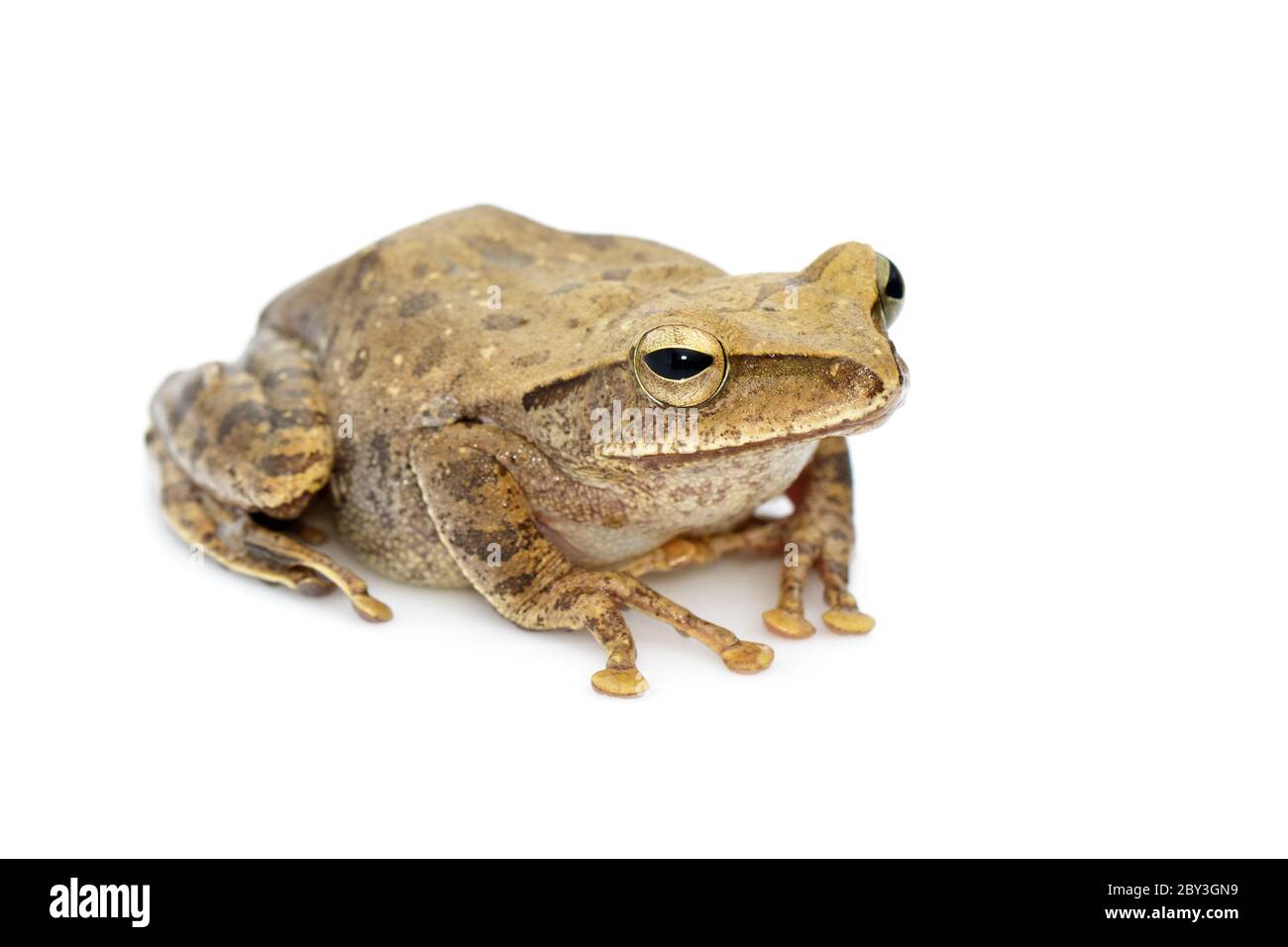 Immagine di rana, polipedati leucomystax, polipedati maculatus su sfondo bianco. Anfibio. Animale. Foto Stock