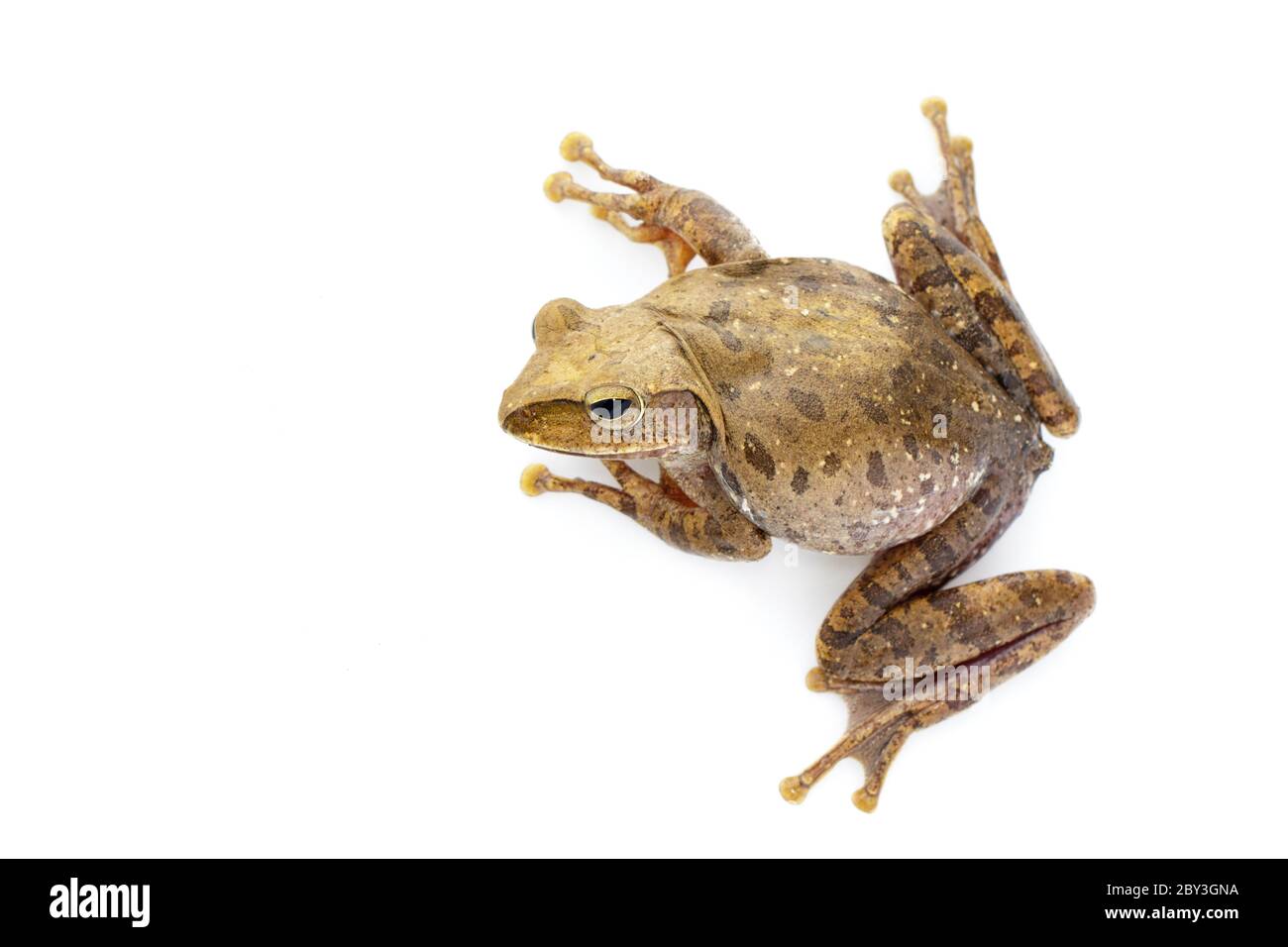 Immagine di rana, polipedati leucomystax, polipedati maculatus su sfondo bianco. Anfibio. Animale. Foto Stock