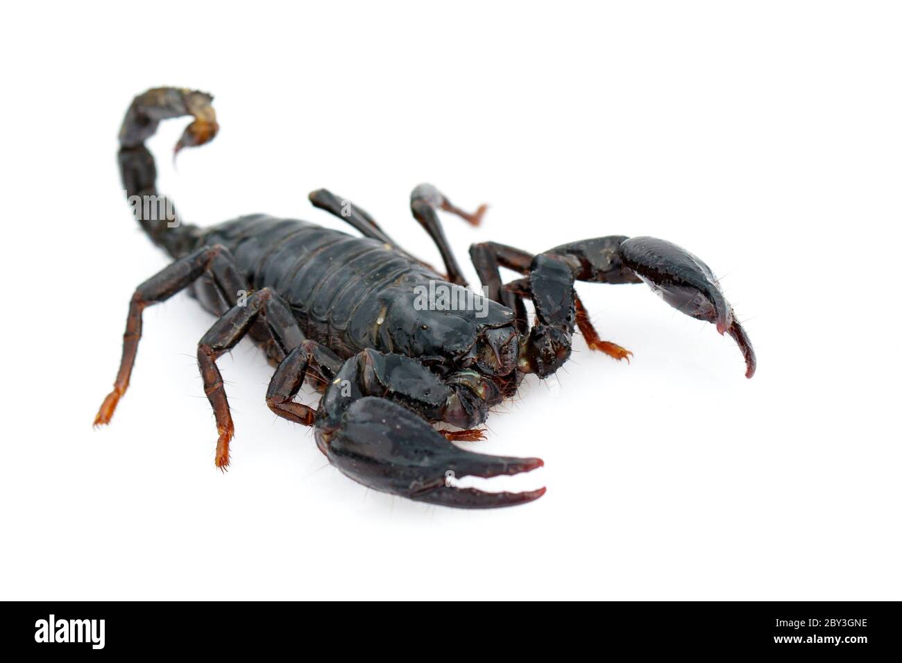 Immagine dello scorpione dell'imperatore (imperatore Pandino) su sfondo bianco. Insetto. Animale. Foto Stock