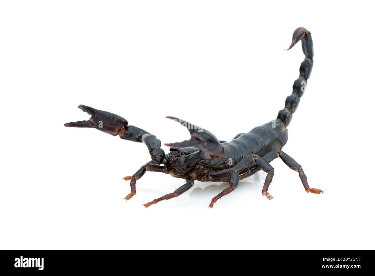 Immagine dello scorpione dell'imperatore (imperatore Pandino) su sfondo bianco. Insetto. Animale. Foto Stock
