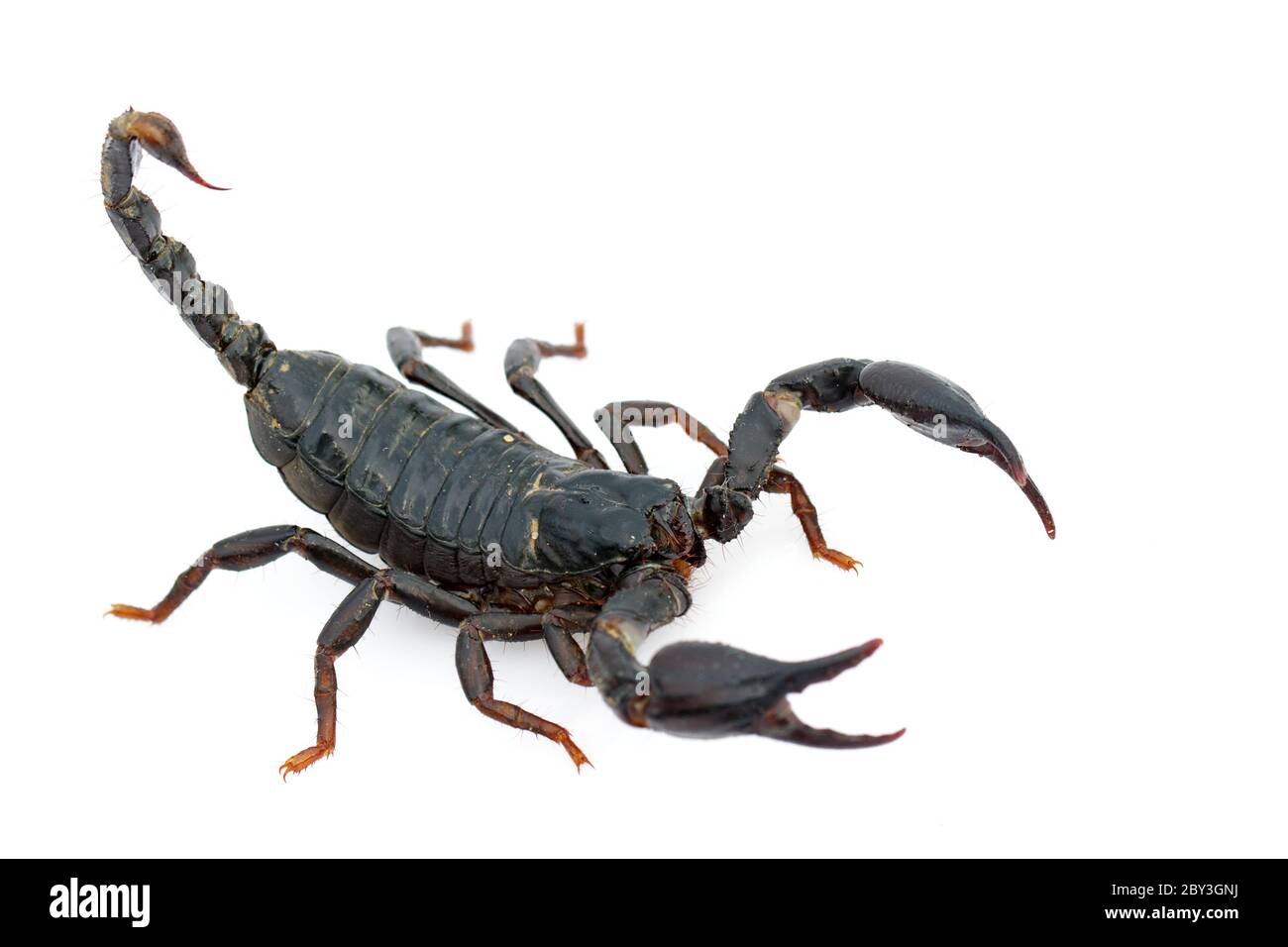 Immagine dello scorpione dell'imperatore (imperatore Pandino) su sfondo bianco. Insetto. Animale. Foto Stock