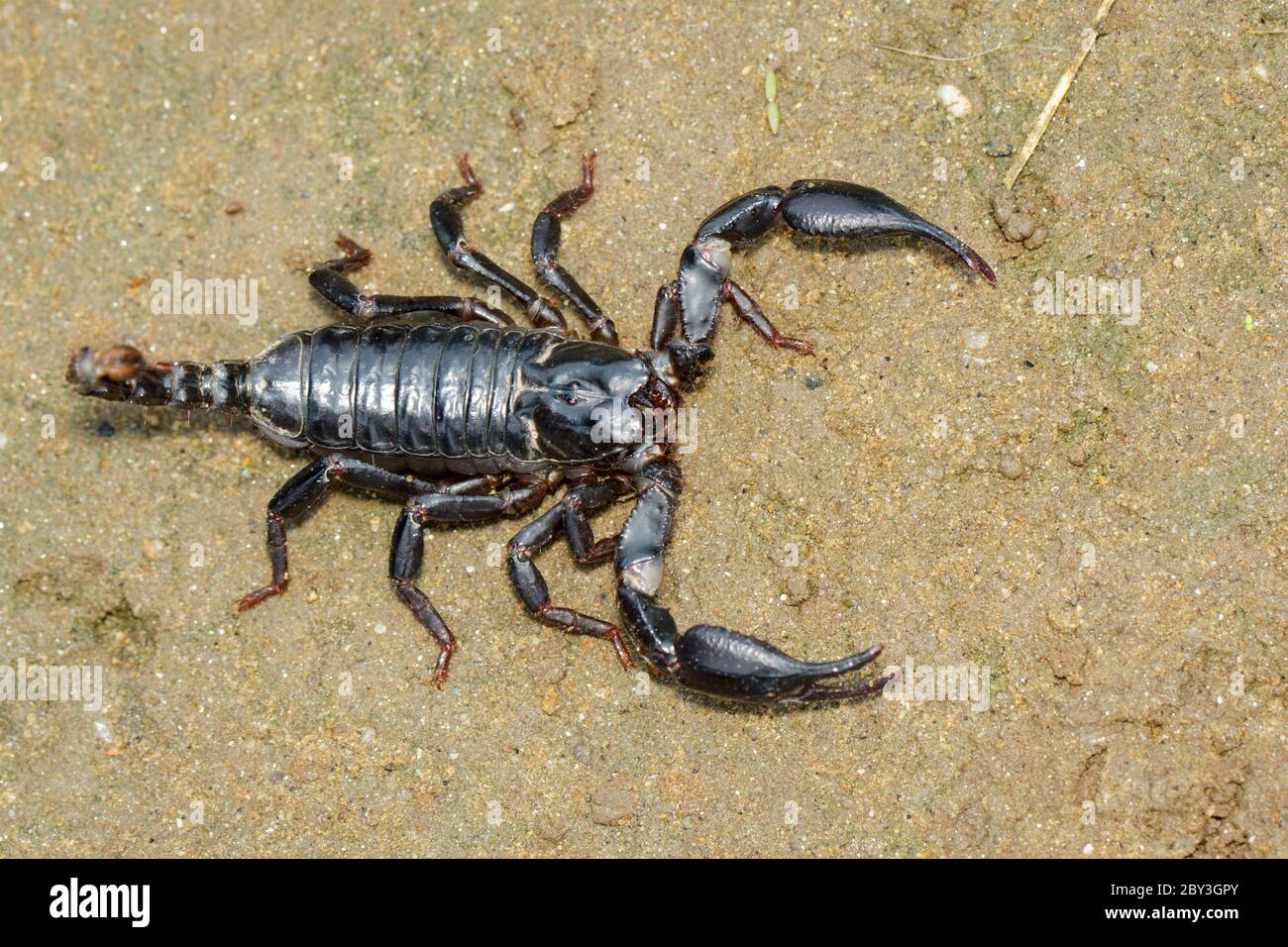 Immagine dello scorpione dell'imperatore (imperatore Pandino) a terra. Insetto. Animale. Foto Stock