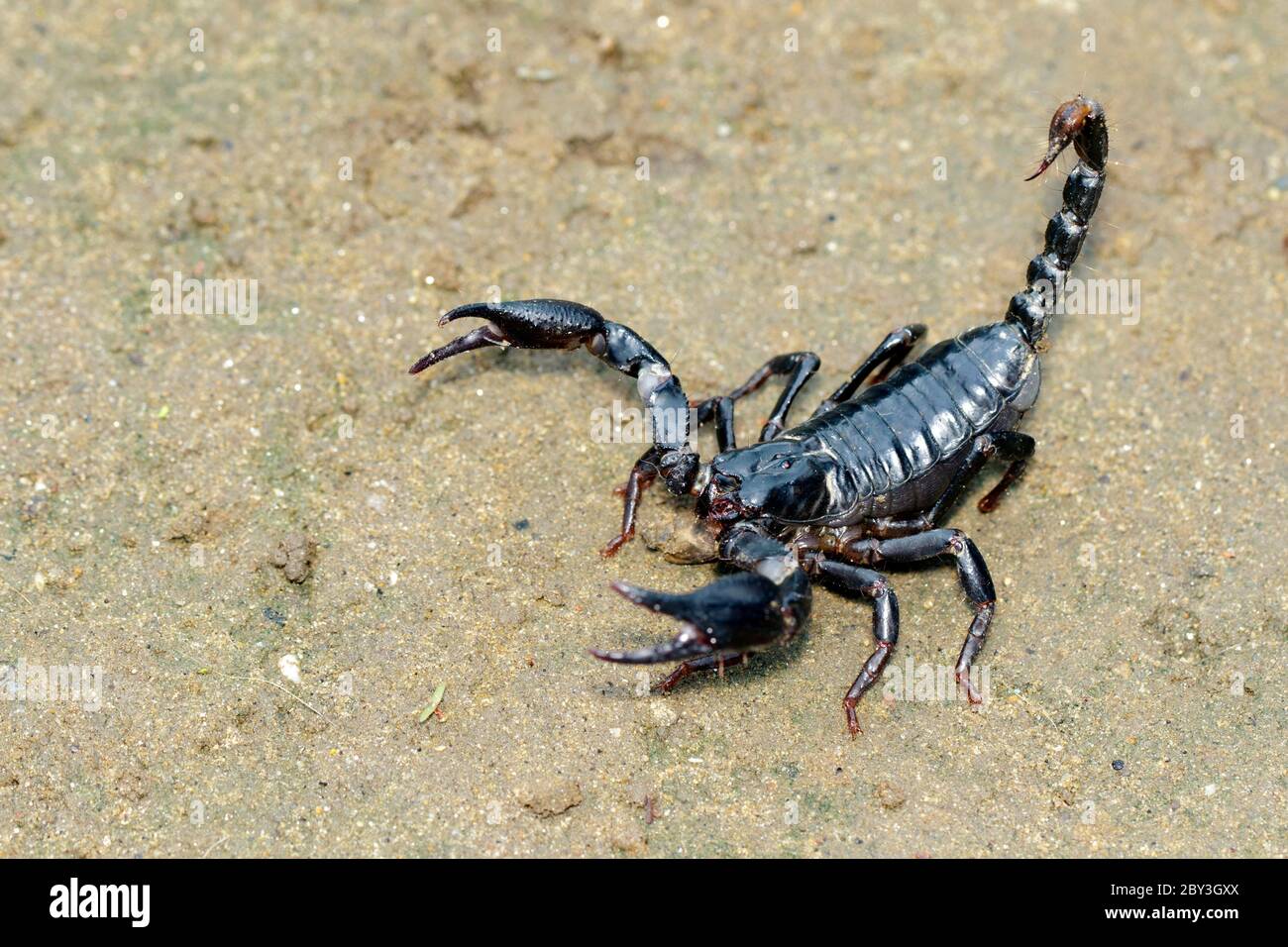 Immagine dello scorpione dell'imperatore (imperatore Pandino) a terra. Insetto. Animale. Foto Stock