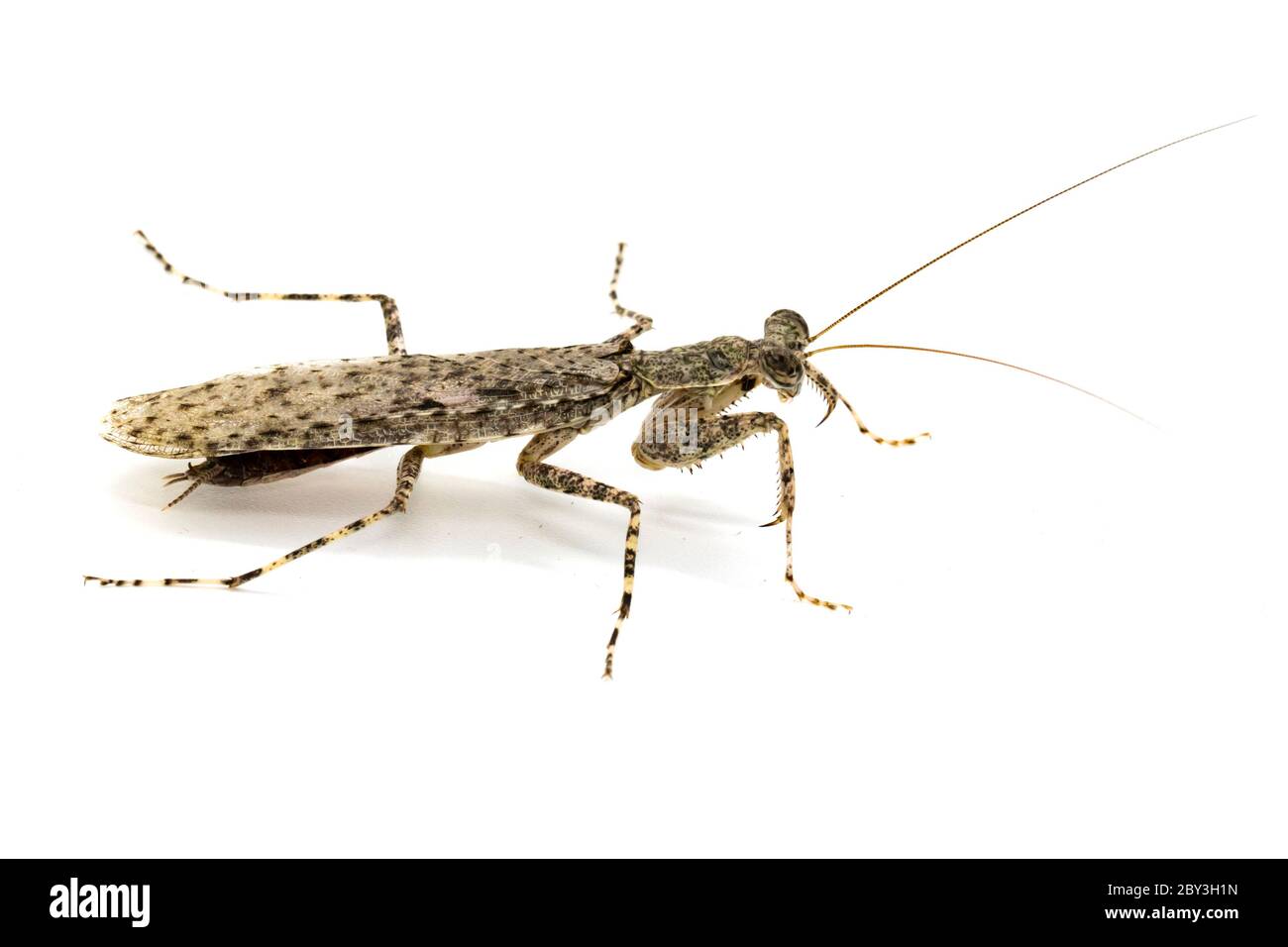 Immagine di mantis di corteccia camuffata (Liturgusa sp.) su sfondo bianco. Insetto. Animale. Foto Stock