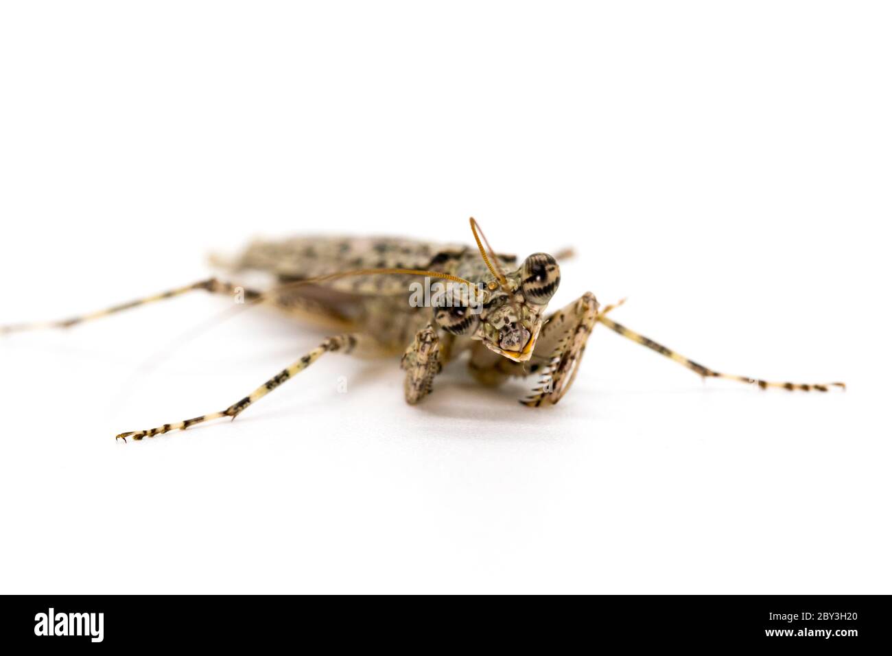 Immagine di mantis di corteccia camuffata (Liturgusa sp.) su sfondo bianco. Insetto. Animale. Foto Stock