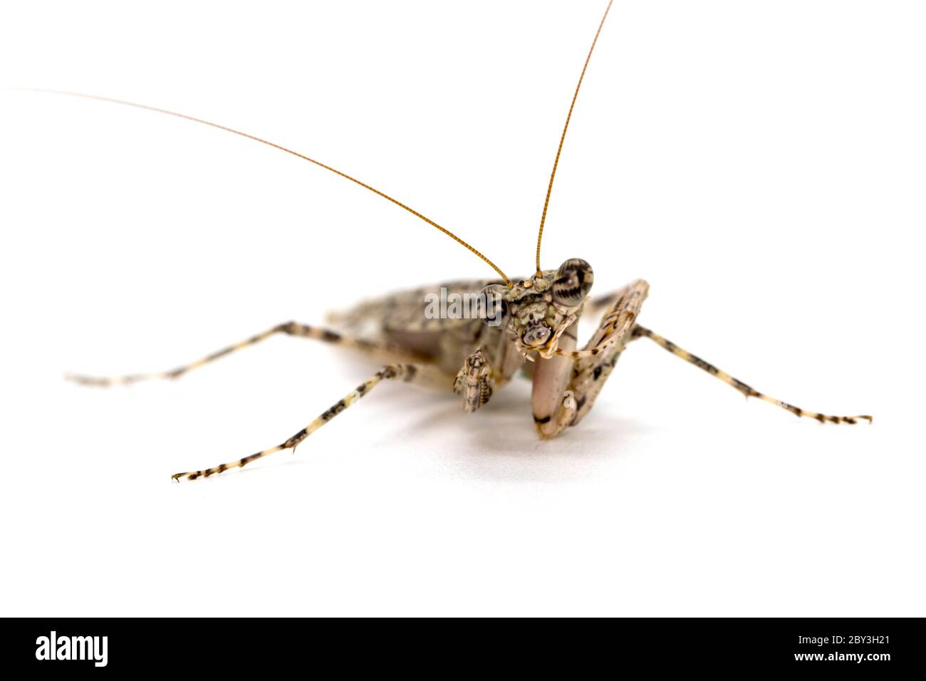 Immagine di mantis di corteccia camuffata (Liturgusa sp.) su sfondo bianco. Insetto. Animale. Foto Stock