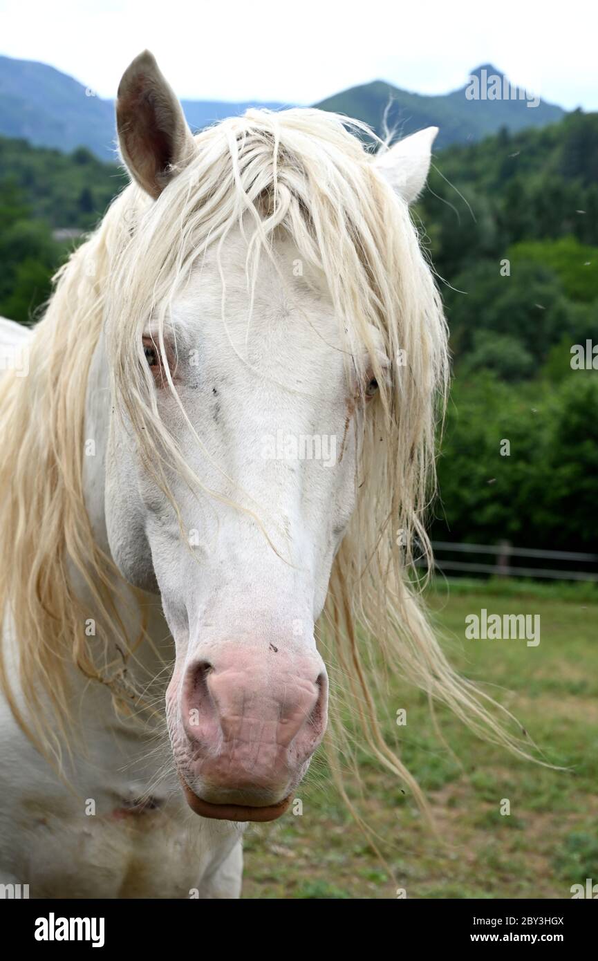Primo piano di un cavallo bianco in un campo Foto Stock