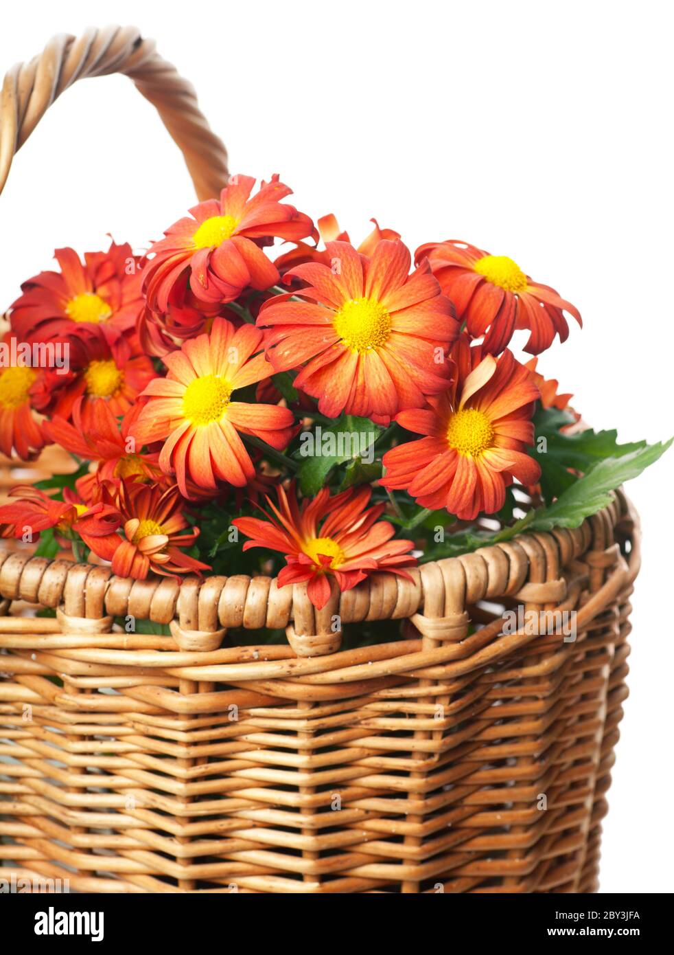 Crisantemo in un cestello Foto Stock