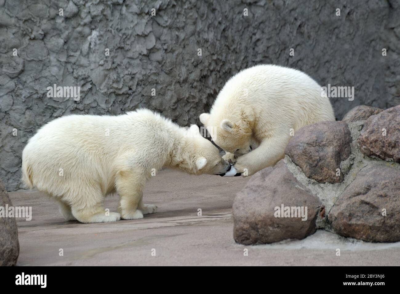 Due piccoli orsi polari giocano a calcio Foto Stock
