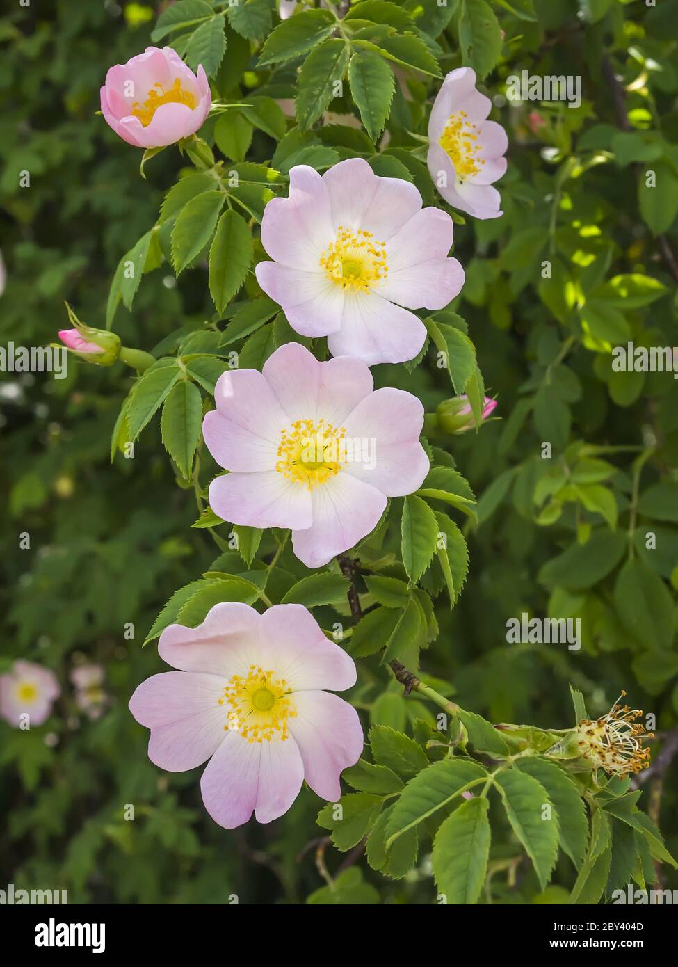 Rose selvatiche Foto Stock