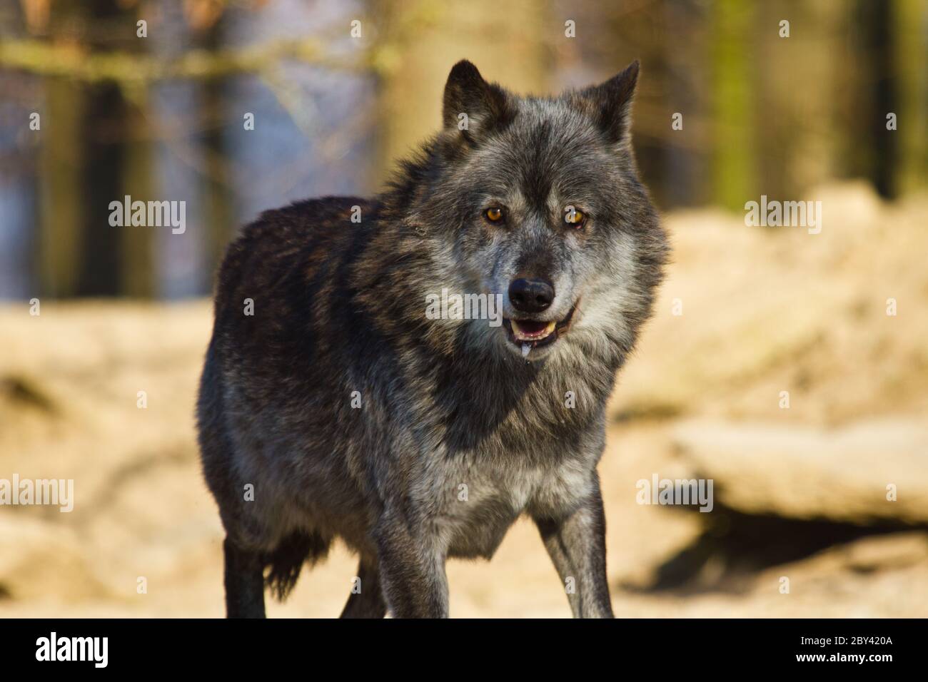 Lupo orientale o lupo grigio americano (Canis lupus ly Foto Stock