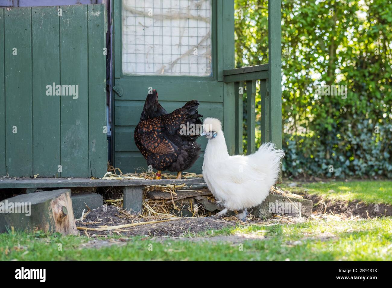 Polli di seta e Wyandotte adulti visti fuori di una vecchia casa di Wendy, ora usato come una polpetta di pollo. Foto Stock