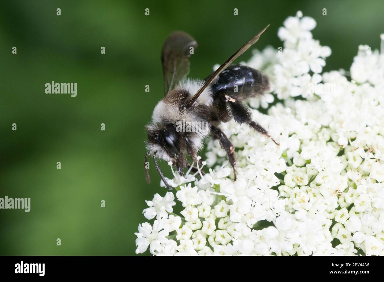 Graue Sandbiene, Düstere Sandbiene, Grauschwarze Düstersandbiene, Düstersandbiene, Düster-Sandbiene, Sandbiene, Weibchen, Andrena cineraria, Ashy mini Foto Stock
