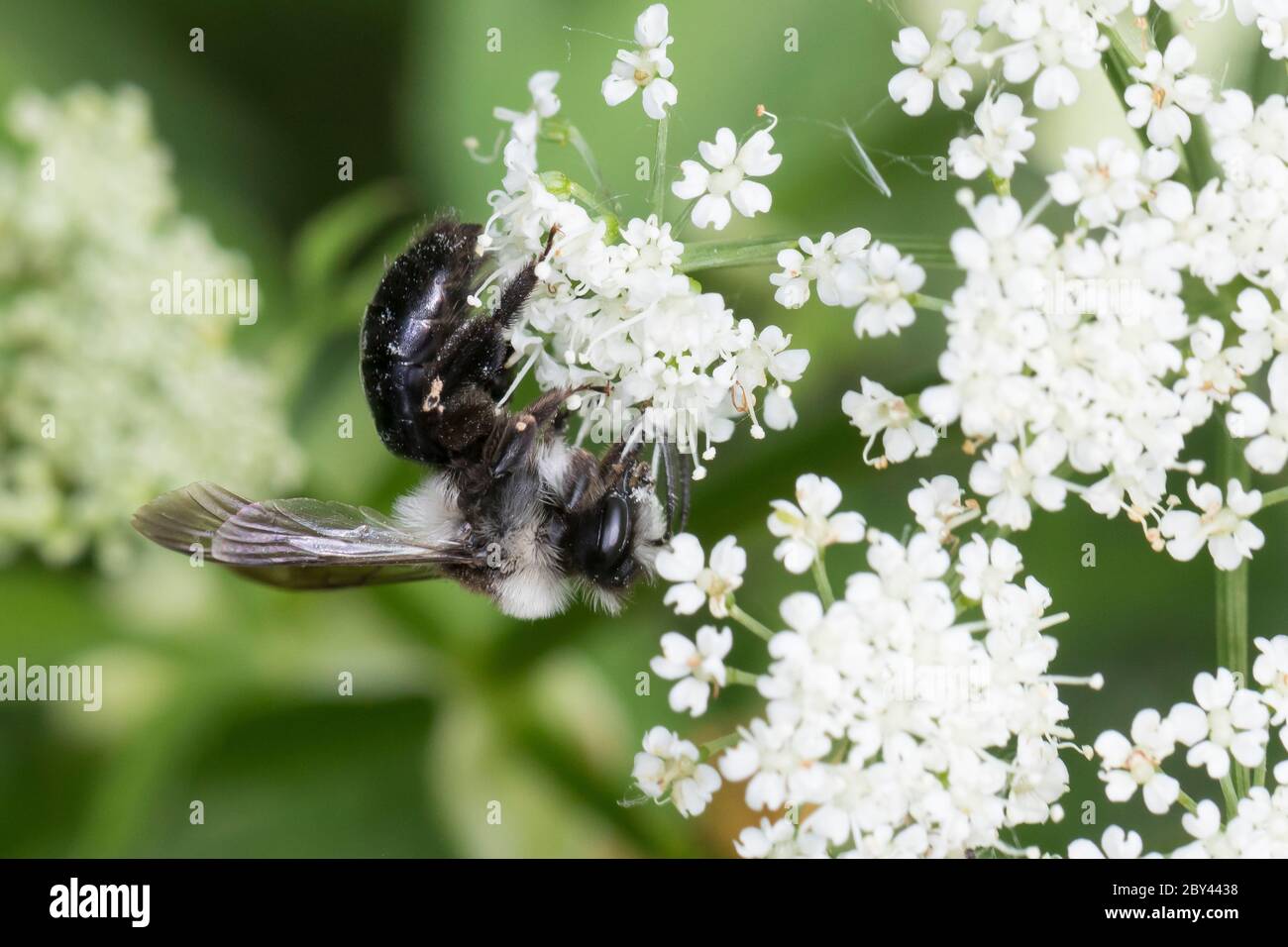 Graue Sandbiene, Düstere Sandbiene, Grauschwarze Düstersandbiene, Düstersandbiene, Düster-Sandbiene, Sandbiene, Weibchen, Andrena cineraria, Ashy mini Foto Stock
