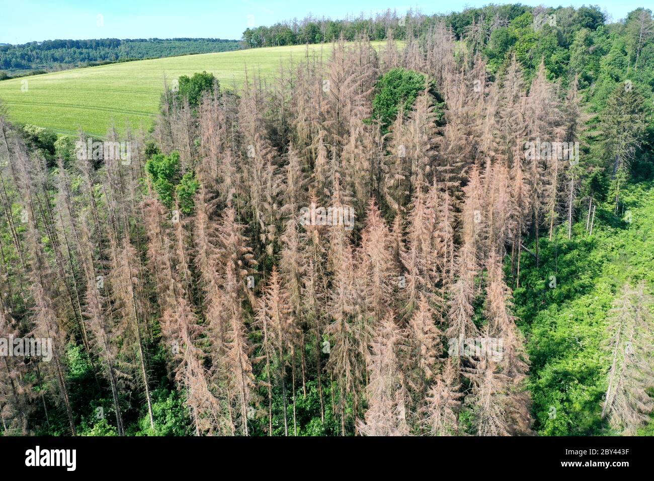 Fichten, Fichte sind vertrocknet und durch Borkenkäfer geschädigt, Fichtenwald, Fichtenwälder, Nadelwälder, Nadelwald, Fichtensterben, Waldsterben, Kl Foto Stock