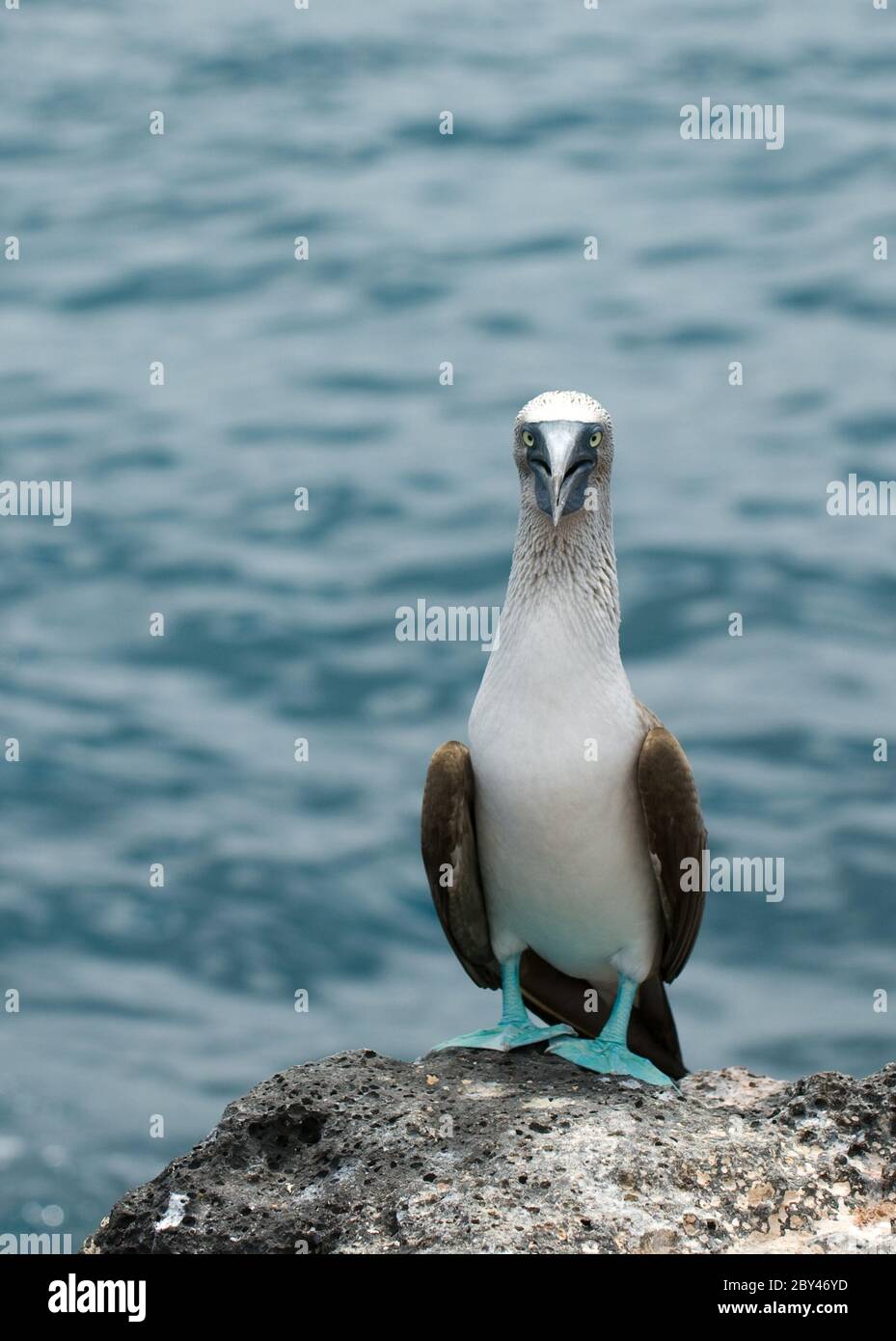 Blu-footed booby Foto Stock