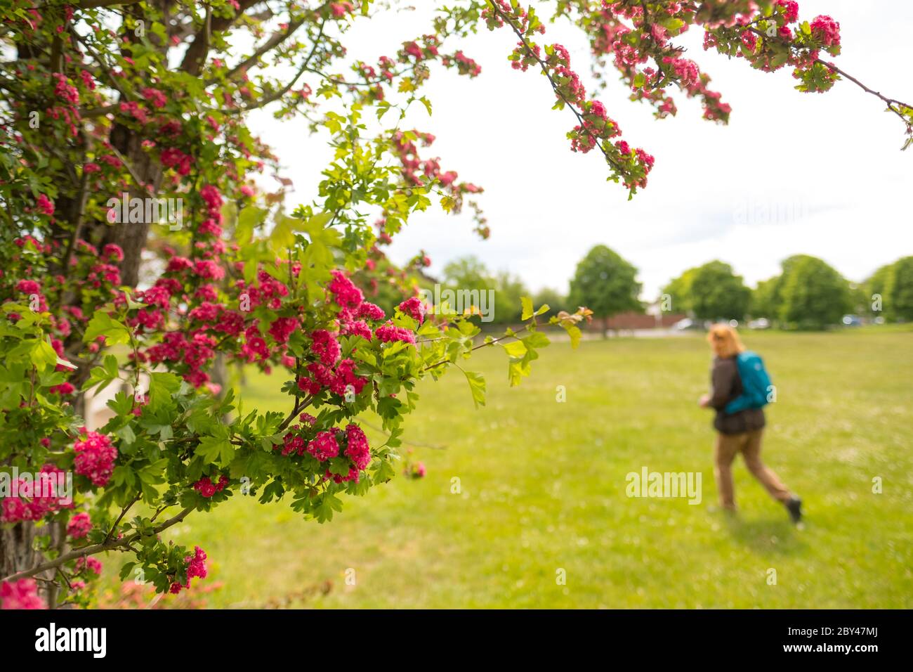 Membro del pubblico visto a piedi in un parco pubblico, incorniciato da fiori rossi gratuiti. La donna è vista indossare un sacco giorno. Foto Stock