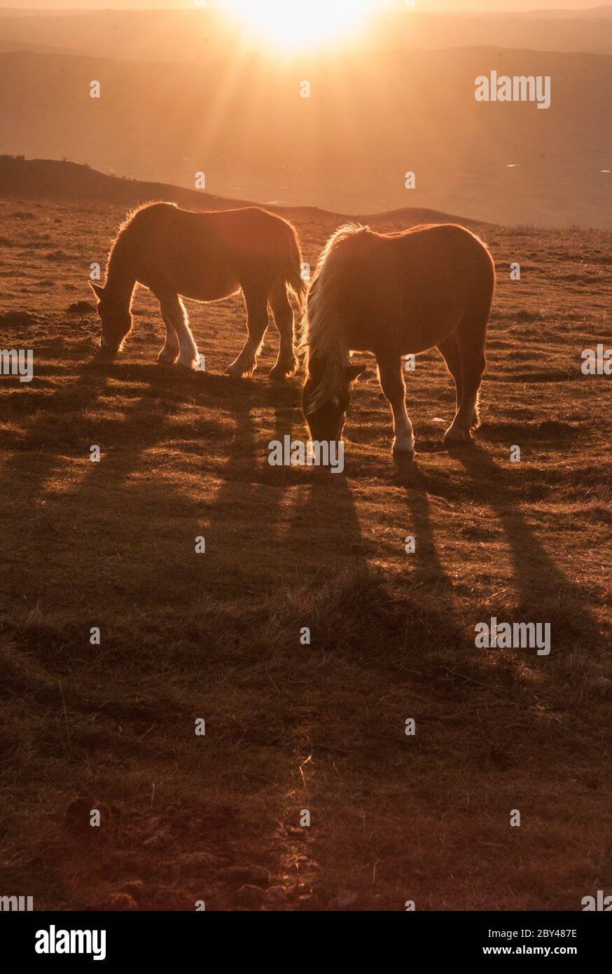 Cavalli sparati nella calda luce del pomeriggio sul Monte Subasio in Umbria, Italia Foto Stock