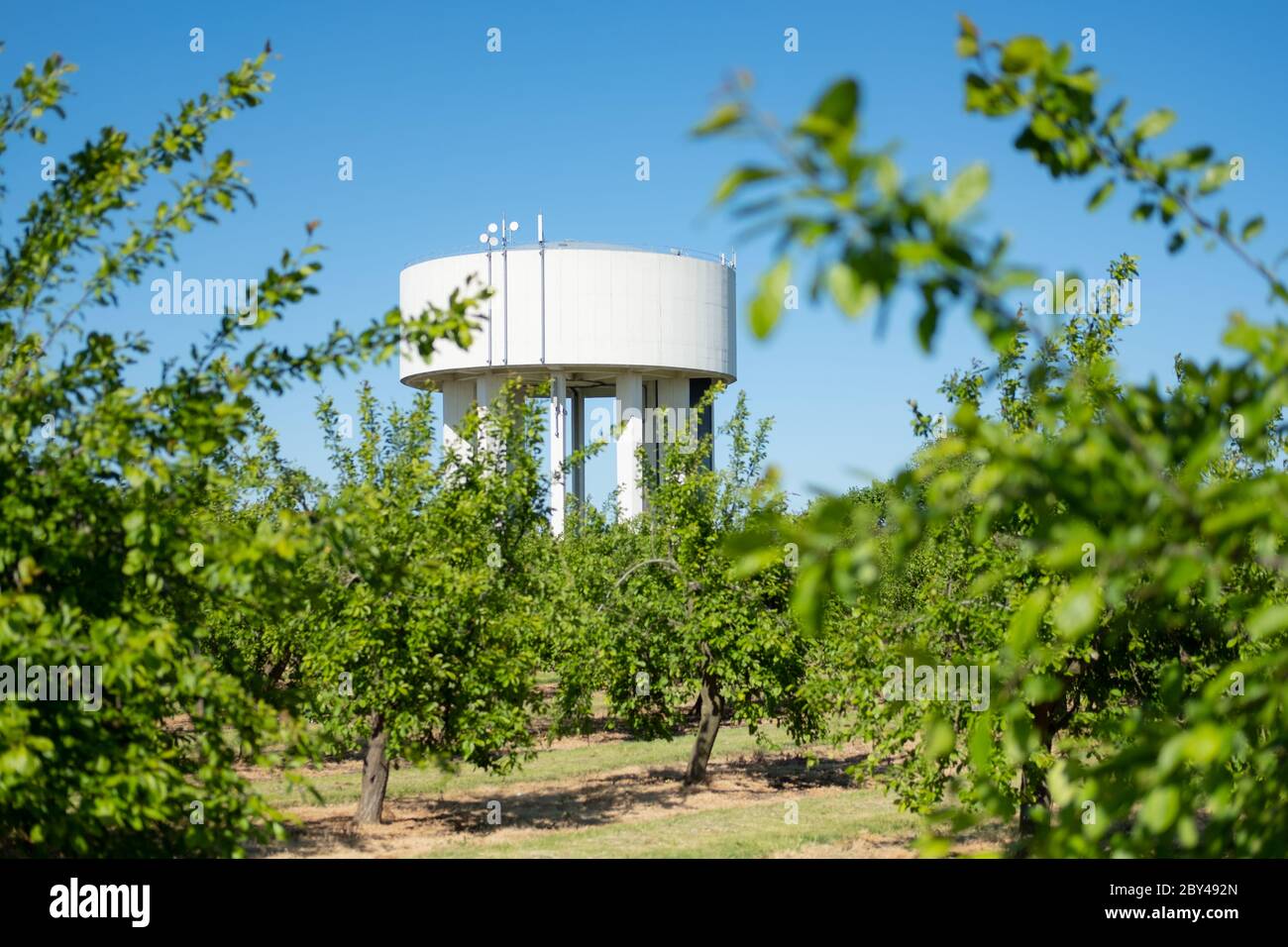 Lontano bianco dipinto torre d'acqua visto attraverso alberi di meleti frutteto denso in una posizione rurale. Le antenne 5G appena montate sono visibili sulla parte superiore. Foto Stock