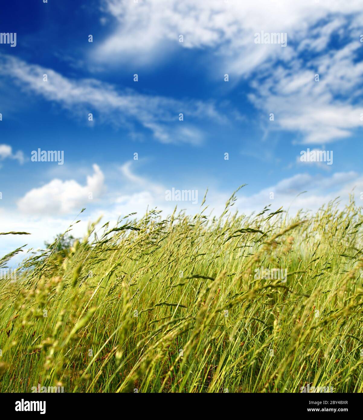 Erba e vento Foto Stock