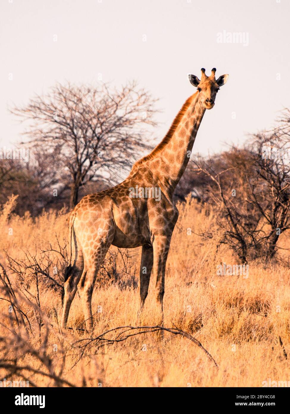 Carino giraffa angolana adulto in piedi e guardare in savana, Etosha National Park, Namibia, Africa Foto Stock