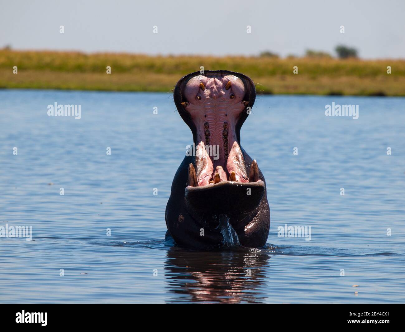 Ippona con ampia bocca aperta nel fiume Chobe Foto Stock