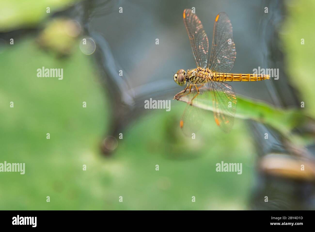 Libellula gialla su ramo secco con sfondo verde in natura. Foto Stock