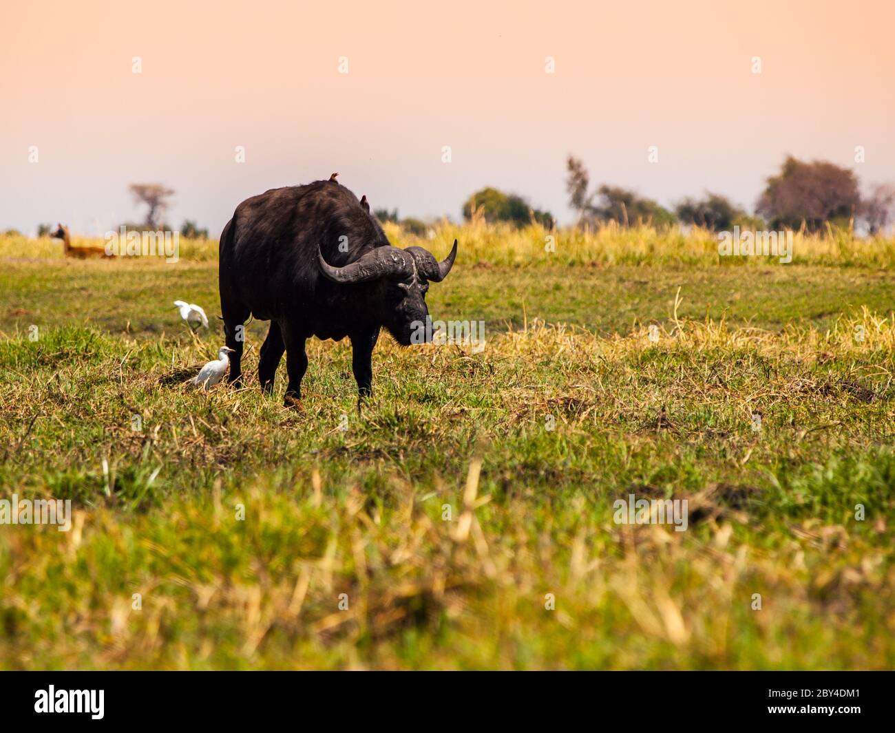 Bufalo nero grande in praterie di Chobe Riverside Foto Stock