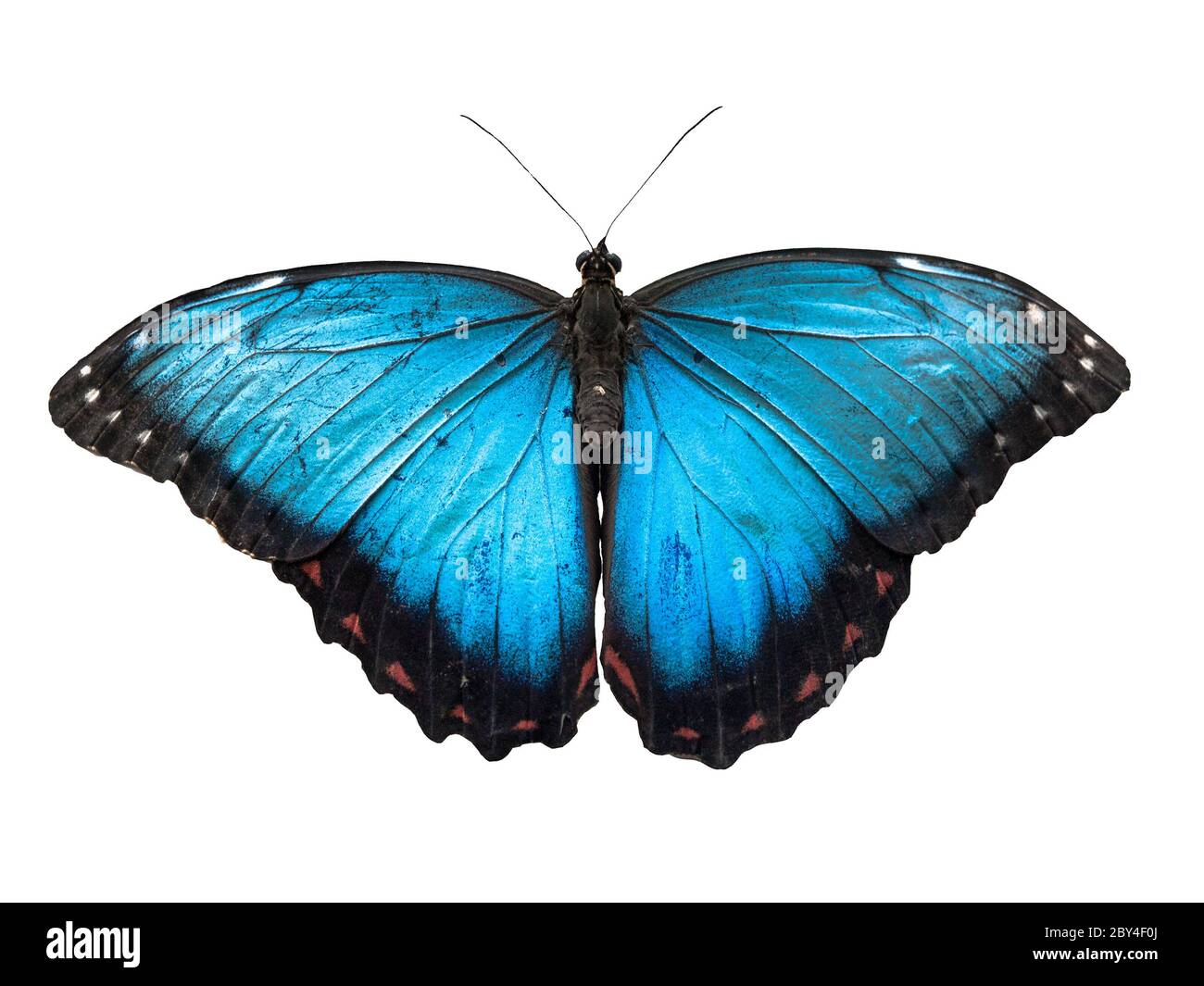 Farfalla Morpho blu, Morpho peleides, isolato su sfondo bianco. Foto Stock