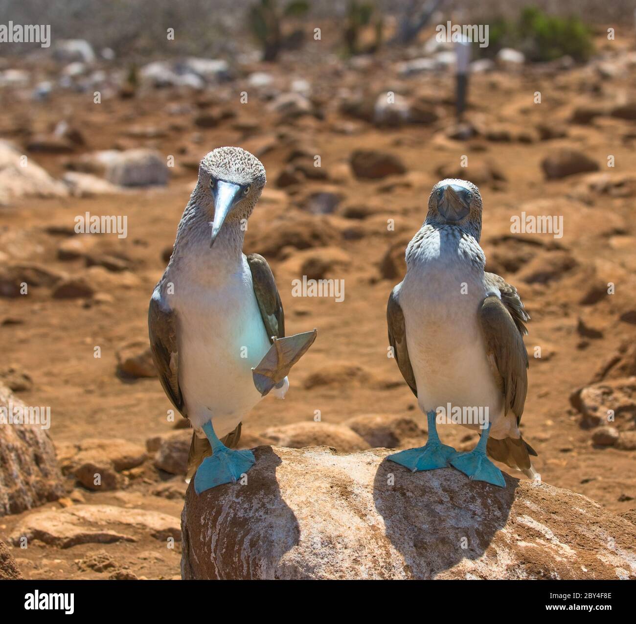 Blu-footed boobies Foto Stock