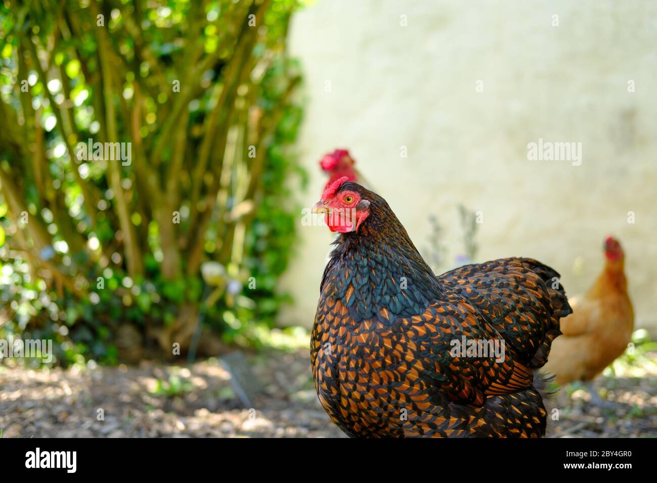 Messa a fuoco superficiale di una bella gallina Wyandotte visto da vicino in un giardino domestico. Foto Stock